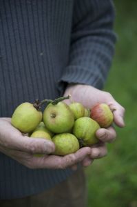 0006Cider Harvest Brittany