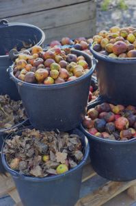 0030Cider Harvest Brittany