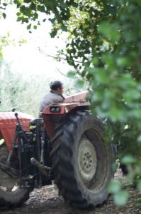 0034Cider Harvest Brittany