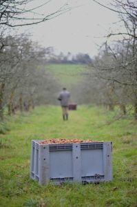 0037Cider Harvest Brittany