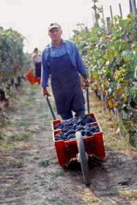 Harvest 2004-2005